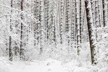 winter forest landscape after heavy snowfall