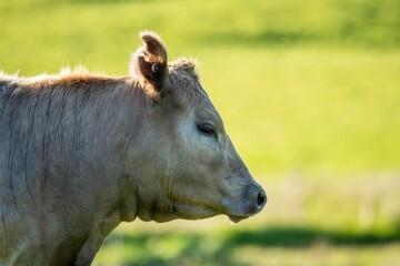 portrait of a Australian wagyu cows grazing in a field on pasture. close up of a black angus cow eating grass in a paddock in springtime in australia