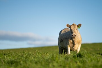 portrait of a Australian wagyu cows grazing in a field on pasture. close up of a black angus cow...