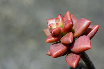 Graptosedum plants are succulents with Red and waxy leaves