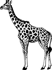 Giraffa camelopardalis Vintage Illustration