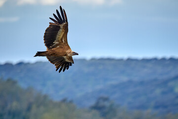 flying Griffon vulture in the Montfrague National Park, Extremadura, Spain
