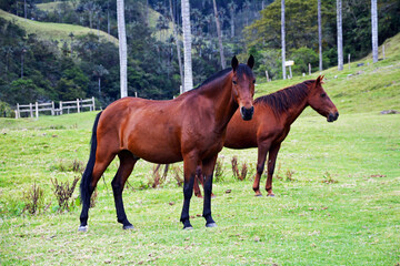 Freilaufende Pferde im Cocora Tal, Kolumbien