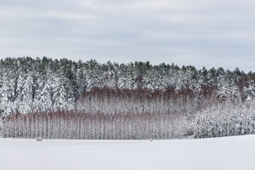 winter forest landscape after heavy snowfall