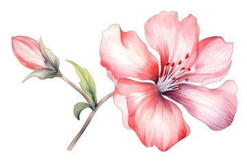 Beautiful Single Flower Watercolor Illustration On Transparent Background
