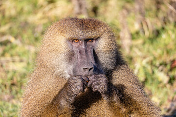 Baboon Relaxing