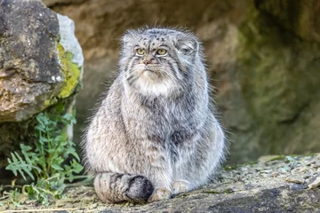 Crédence de cuisine en verre imprimé Lynx Pallas Cat Keeping Watch
