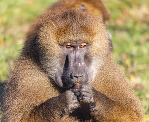 Baboon Feeding