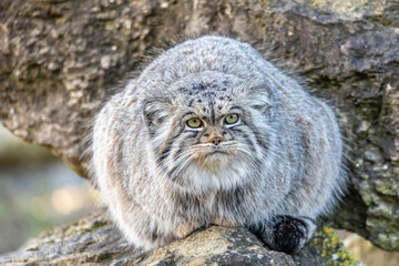 Pallas Cat