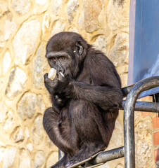 Young Gorilla Eating