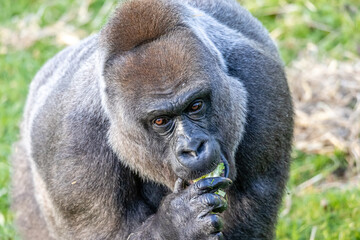 Obraz premium Gorilla Feeding