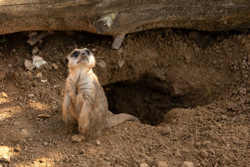 Meerkat or suricate sitting by its burrow