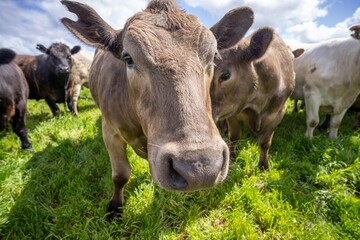 Australian wagyu cows grazing in a field on pasture. close up of a black angus cow eating grass in a paddock in springtime in australia