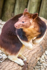 a Goodfellow's tree-kangaroo stands on the branch.
It belongs to the family Macropodidae.
It has short, woolly fur,usually chestnut to red-brown in color, a grey-brown face, a long, golden brown tail