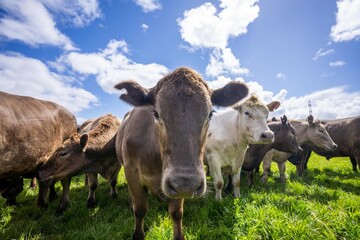 Australian wagyu cows grazing in a field on pasture. close up of a black angus cow eating grass in a paddock in springtime in australia