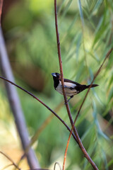 Javan Munia, The white bellied munia, Lonchura leucogaster is a species of estrildid finch