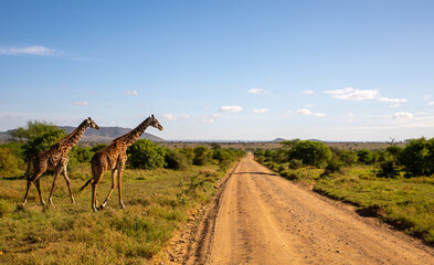 Zwei Giraffen in der Wildnis überqueren eine Straße