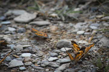 Monarch Butterflies