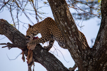Leopard frisst Antilope