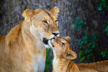 Löwin kuschelt mit Ihrem Baby