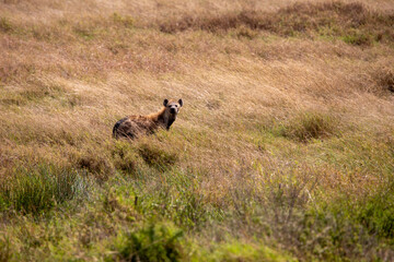 Hyäne sucht nach Geparden