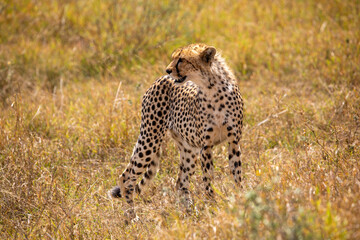 Gepard in der Wildnis © Marvin