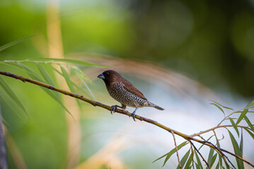 The scaly breasted munia or spotted munia perching on branch, Lonchura punctulata, known as nutmeg mannikin or spice finch, is a sparrow sized estrildid finch 