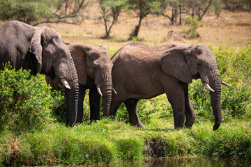 Elefanten an einem Fluß