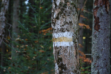 Walking trail background. Yellow and white forest path on brown tree trunk. Guide sign made with paint on hiking trail. Symbol points right way to go. Forest navigating map to Hoverla mountain.