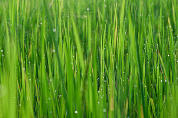 Fototapeta na wymiar Soft light green rice leaves concept. Soft light green background image. Organic rice. Thai jasmine rice.