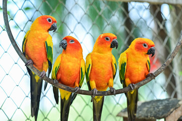 Several colorful parrots are resting on the fence. This lovebird lives in the wild and can be housed with house pets. cute wildlife concept
