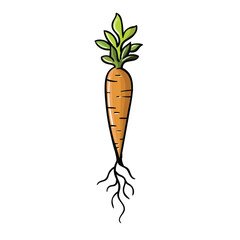 Hand drawing style of carrot vector. It is suitable for vegetable icon, sign or symbol.