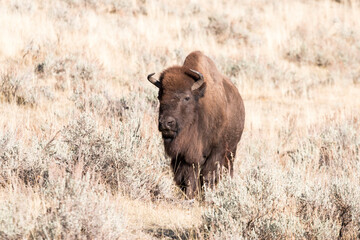 American bison in Lamar Valley, Yellowstone National Park, Wyoming, USA