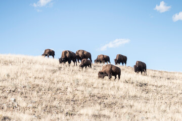 a herd of bison grazing on the hillside on a sunny autumn day, Yellowstone National Park, Wyoming,...
