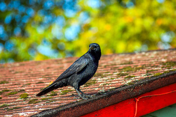 Crow sitting on a rooftop