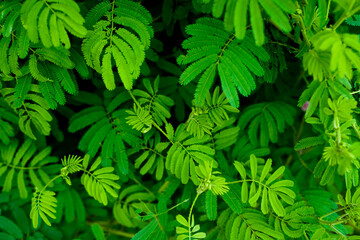 Green leaves as background. Green leaves color tone dark.