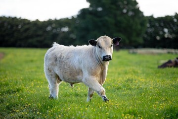 Australian wagyu cows grazing in a field on pasture. close up of a black angus cow eating grass in a paddock in springtime in australia