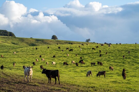 australian farming landscape in springtime with angus and murray grey cows growing beef cattle