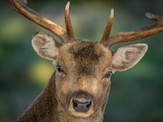 Young Fallow Deer Buck Close Up Facing the Camera