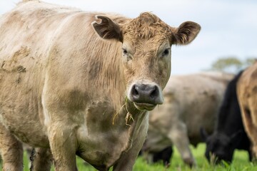 Australian cows grazing in a field on pasture. close up of a white murray grey cow eating grass in a paddock in springtime in australia