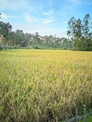 Fototapeta premium Golden paddy rice field before harvesting.