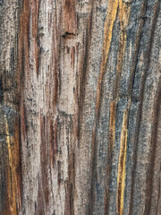 close-up macro shot of aged wood texture with beautiful wood grain