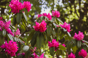 Rhododendron Japanese Azalea Anne Frank species of flowering perennial shrub in full bloom in a spring botanical garden. Large pink lilac flowers petals background. Pink Satsuki azalea floral festival