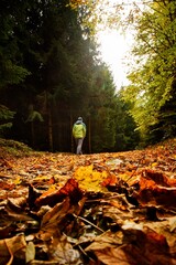 Path through the forest covered with fallen leaves