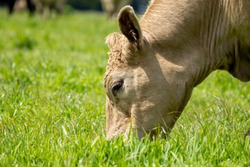 Fototapeta premium Australian cows grazing in a field on pasture. close up of a white murray grey cow eating grass in a paddock in springtime in australia