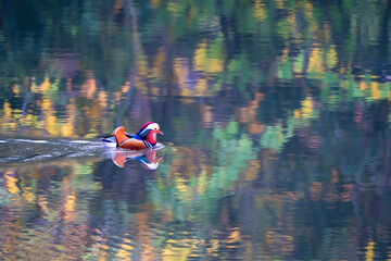 奇麗な野鳥、オシドリ