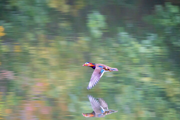 奇麗な野鳥、オシドリ