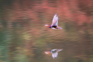 奇麗な野鳥、オシドリ