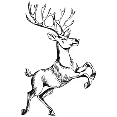 Hand Drawn Christmas Reindeer, deer in Vintage Engraving Sketch, black white isolated Vector ink outlines template for greeting card, poster, invitation, logo