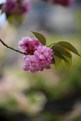Fototapeta premium 満開の関山の花
